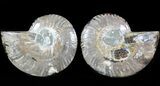 Sliced Fossil Ammonite Pair - Agatized #46496-1